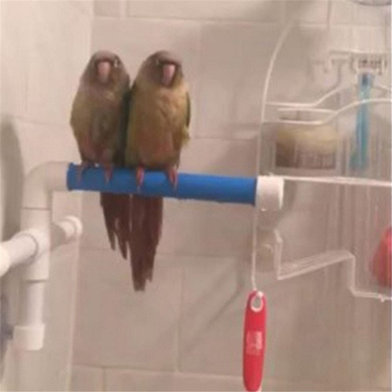 Parrot bath shower stand - Image 5