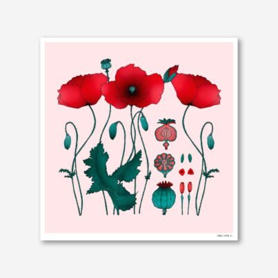 Poppy