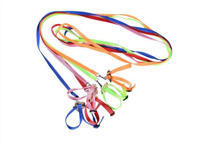 Bird parrot towing rope