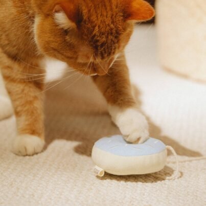 Cat Toy Donut